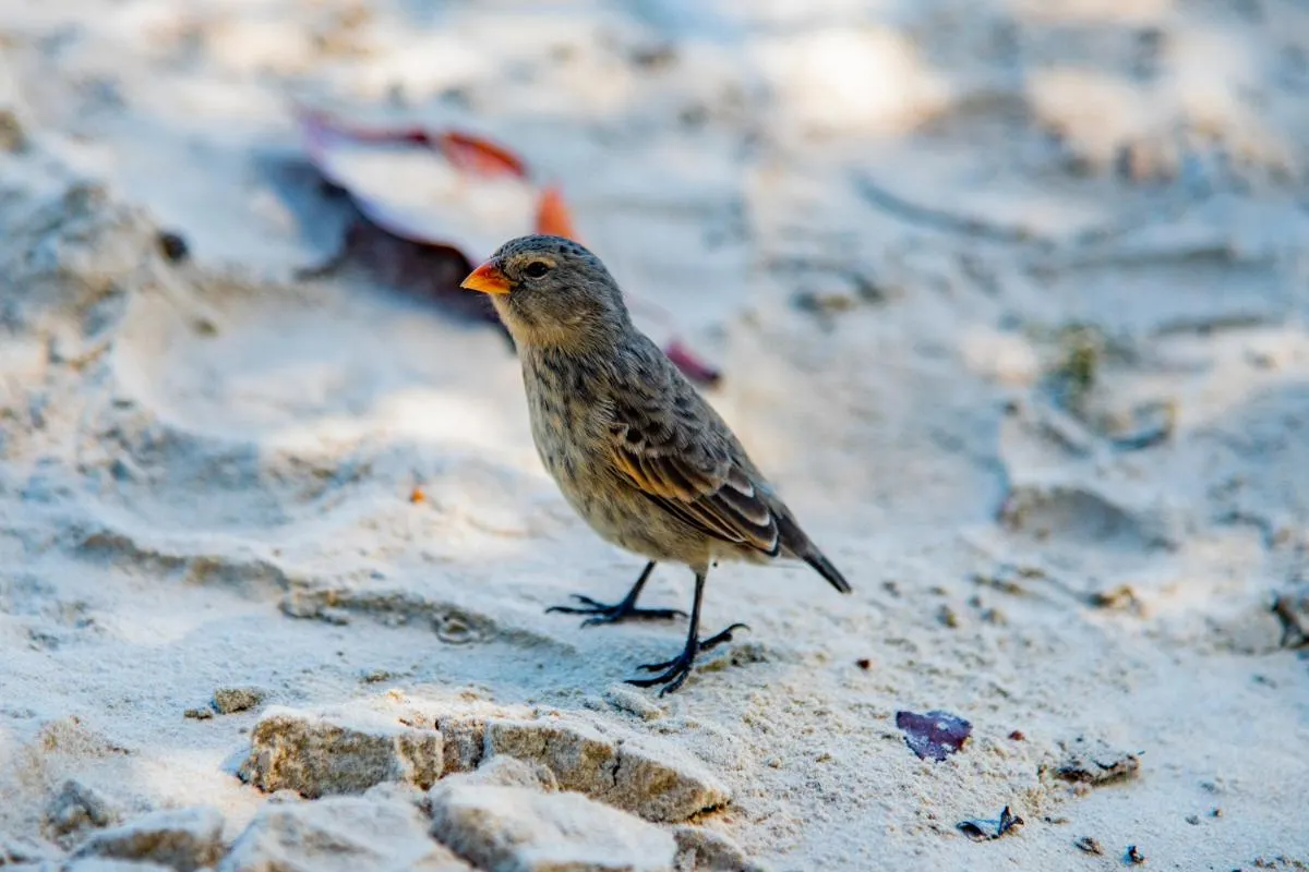 Galapagos Northern Route Cruise Aboard MC Alya 