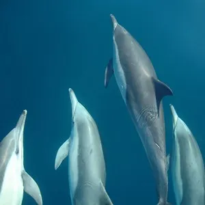 swimming dolphins