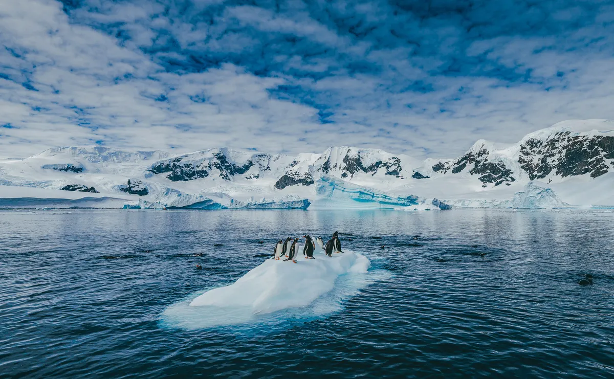Chilean Patagonia and Antarctic Circle Expedition - A Journey Beyond the Ice