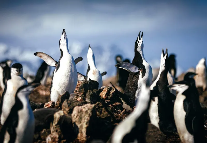 Antarctica
