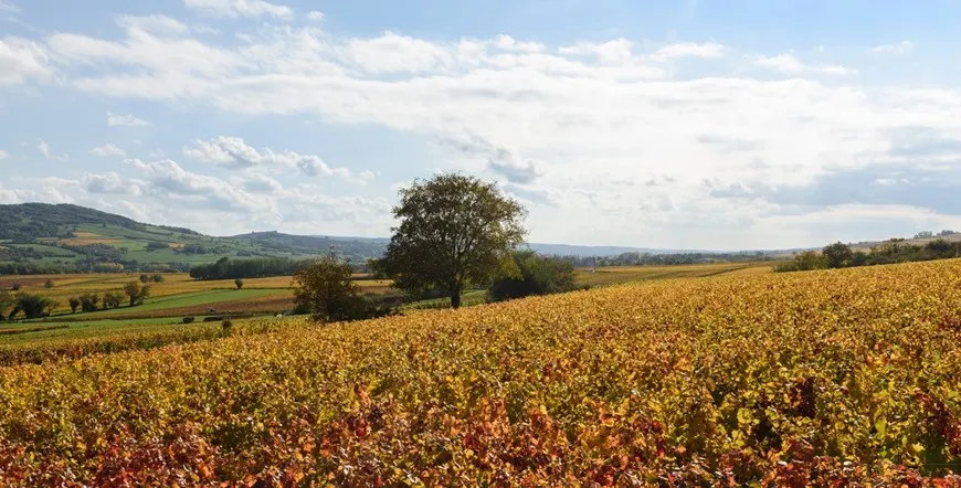 Paris and Burgundy Wines Multi City Vacation