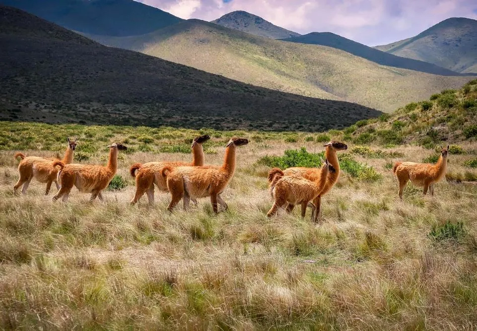 Pristine Jujuy and El Calafate Explorer