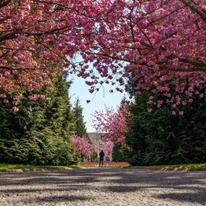 Pink cherry blossoms in Alexandra Gardens, Cathays Park, Cardiff