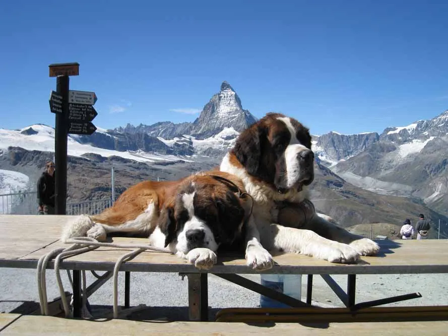 Switzerland's Peaks and Panoramas Rail Journey