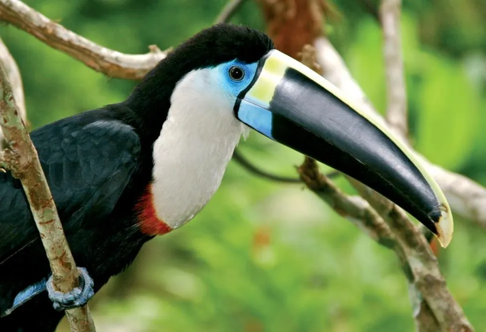 Machu Picchu Amazon and Galapagos Grand Adventure
