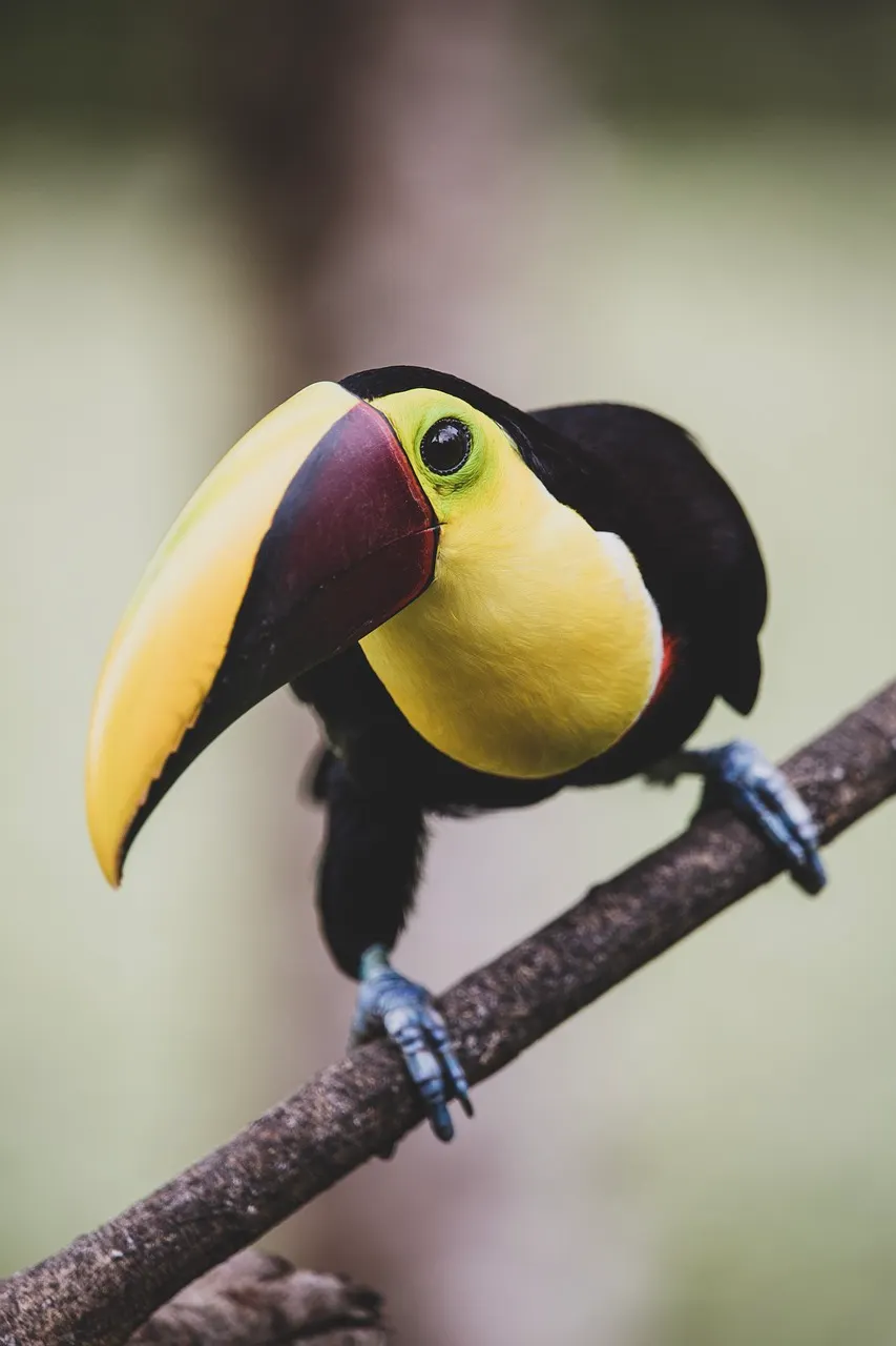 Costa Rica Adventure