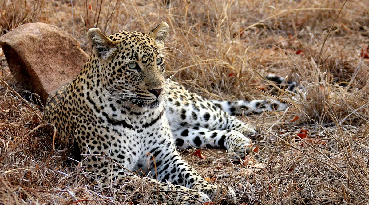 Pilanesberg National Park