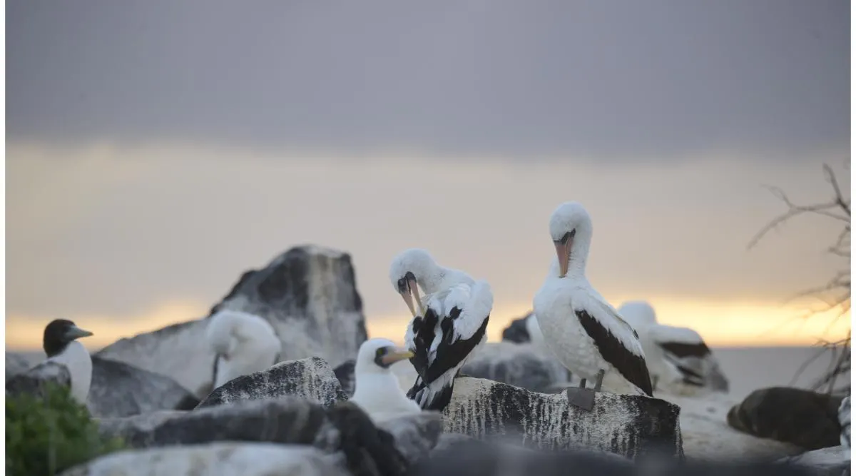 Galapagos Northern Route Cruise Aboard MC Alya 