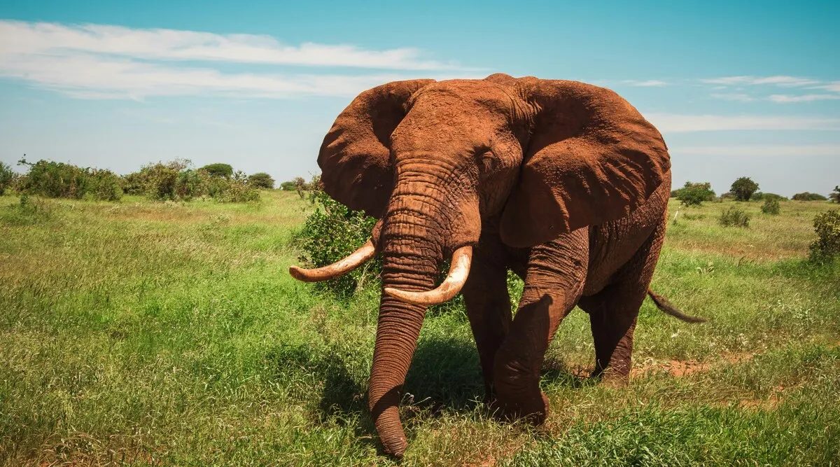 East Africa SkySafari