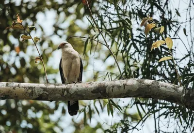 Amazon Expedition Cruise