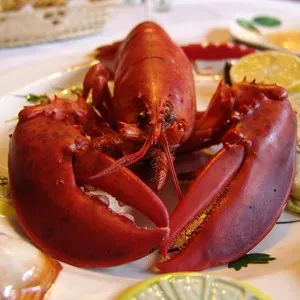 Lobster