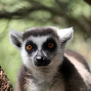 Lemur in zoo