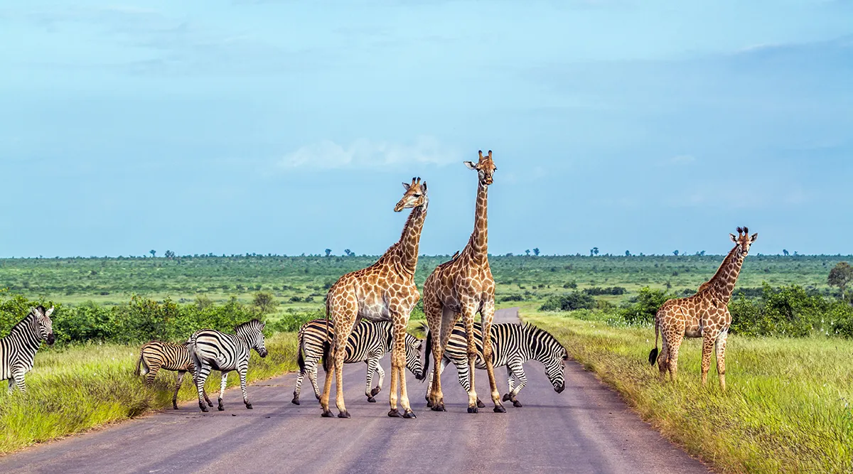 Luxury Kruger Safari