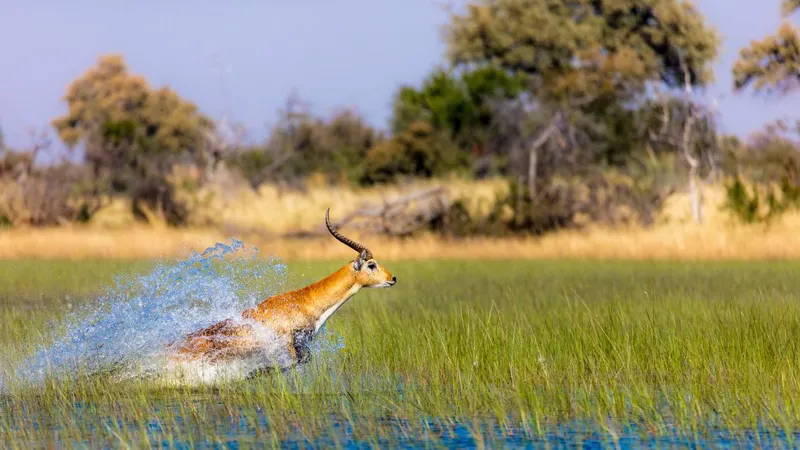 Okavango Delta