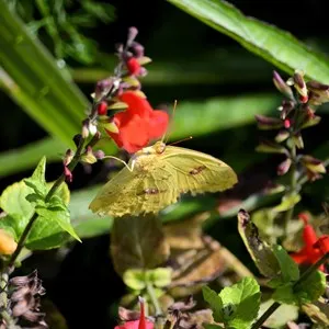 Little yellow butterfly at Harry P Leu Gardens in Orlando