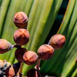 National Botanic Garden of Namibia