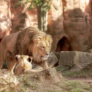 Lions at the Barcelona Zoo