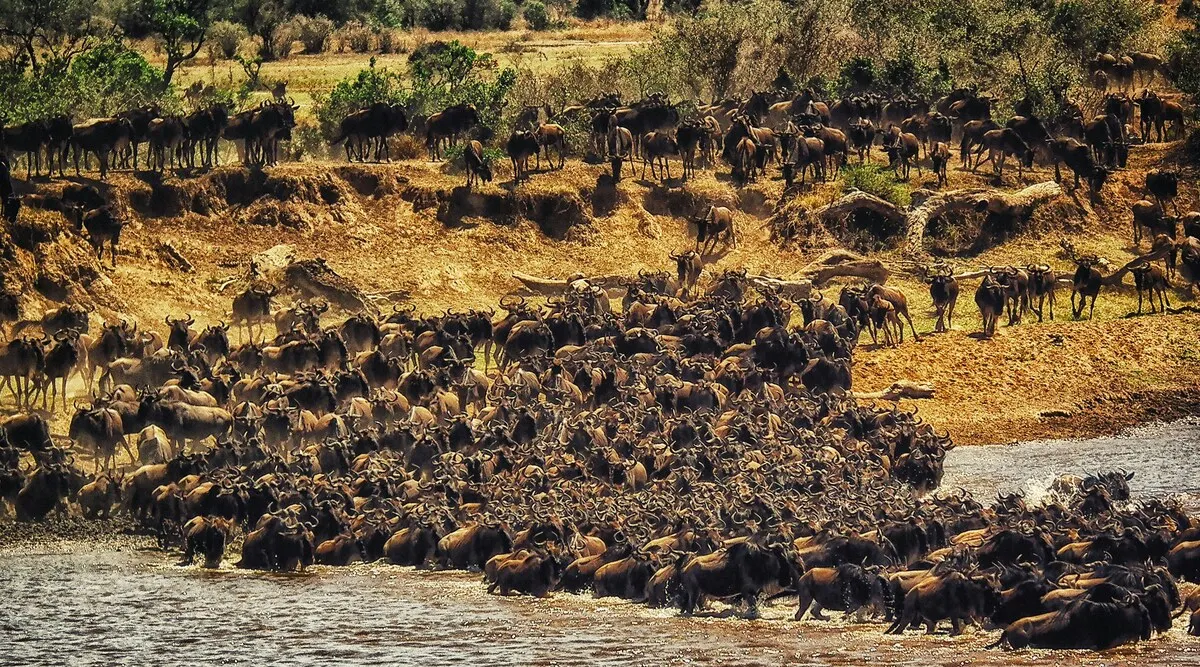 East African Explorer Shared Kenya & Tanzania Safari 