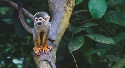 Amazon Deep Exploration Adventure