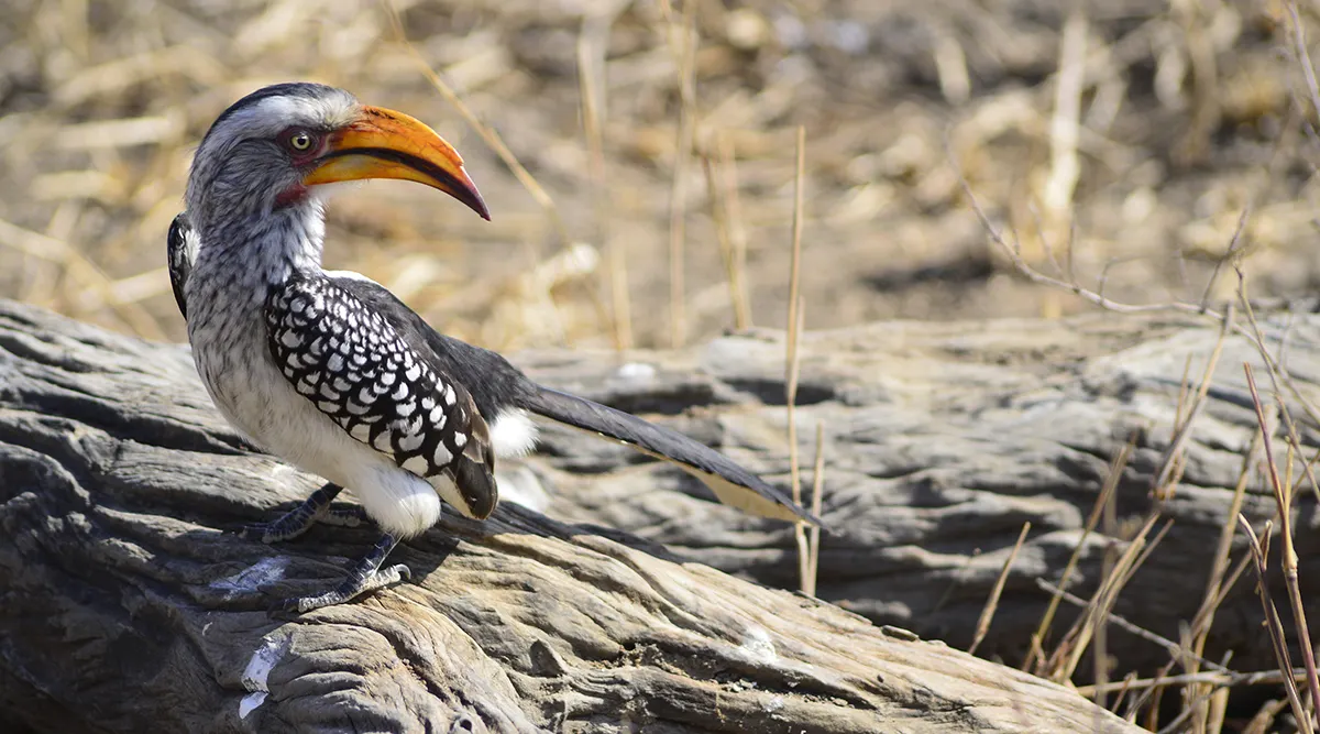 Kruger National Park Fly In Safari 