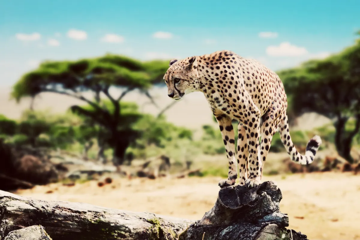 Tanzania Classic Safari