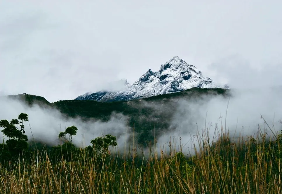 Cloud Forest