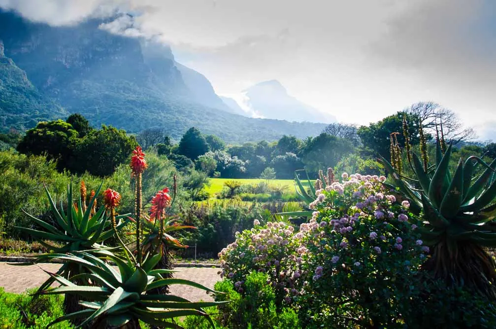 Cape Town and Winelands Escapade