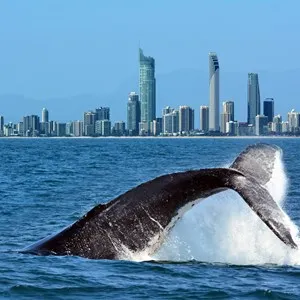Gold Coast Cruises