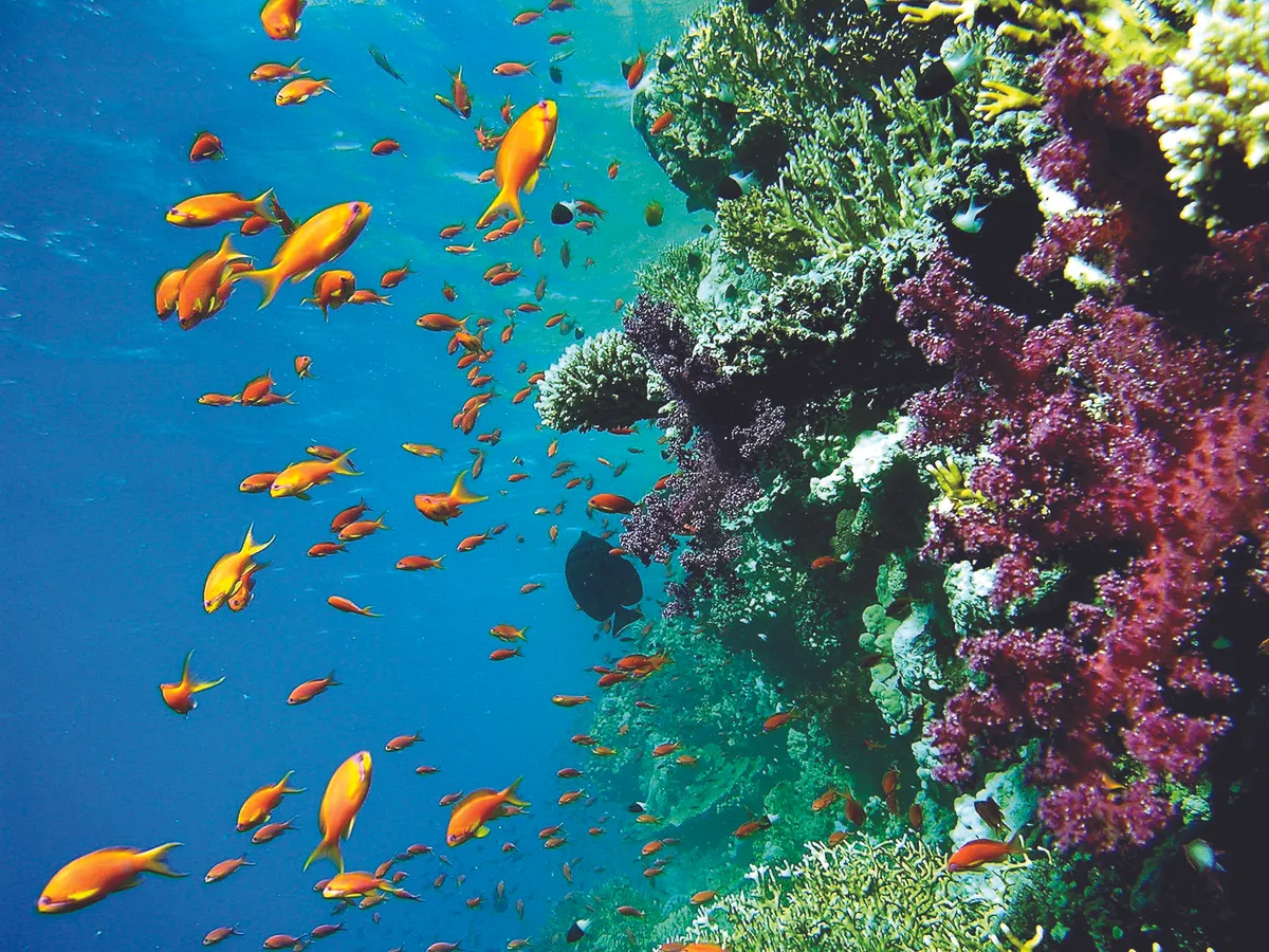 Sharm el Sheik Extension