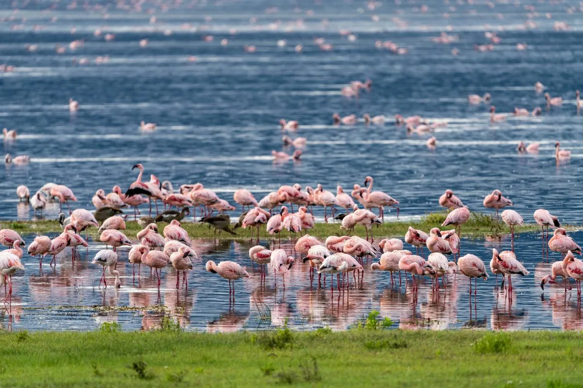 Tanzania Fly-In Safari