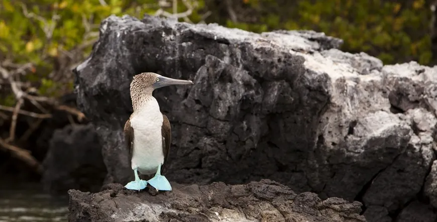 Quito and Galapagos Cruise Vacation