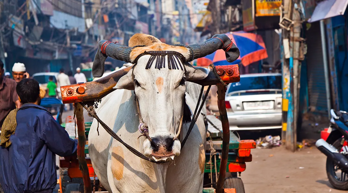 New Delhi Discovery