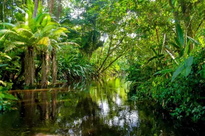 Amazon & Galapagos ExplorerImage