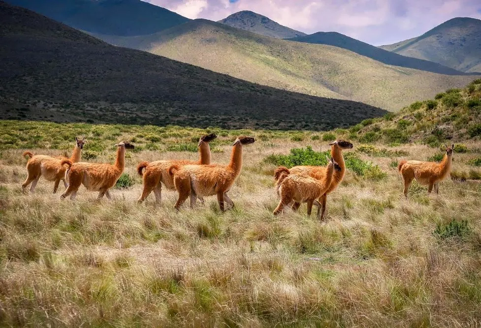 Argentina and Andean Frontiers Discovery