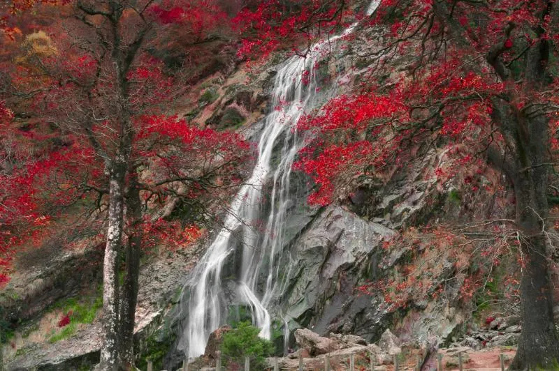 Private Journey to the Gardens of Ireland in Autumn