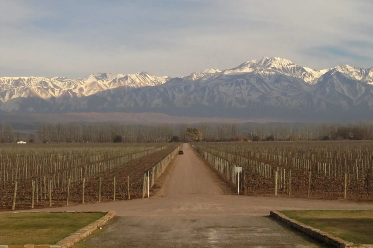 Andean Wine and Culinary Explorer
