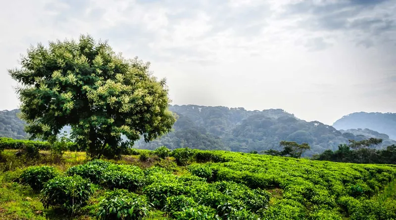 Nyungwe Forest National Park