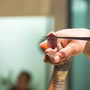 Snake Alley
