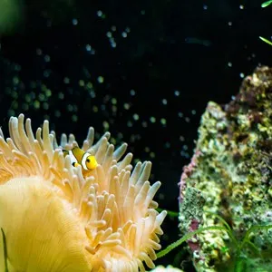 Aquarium Grand Lyon