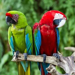 Couple of Green-Winged and Great Green macaws in nature surrounding, Bali, Indonesia
