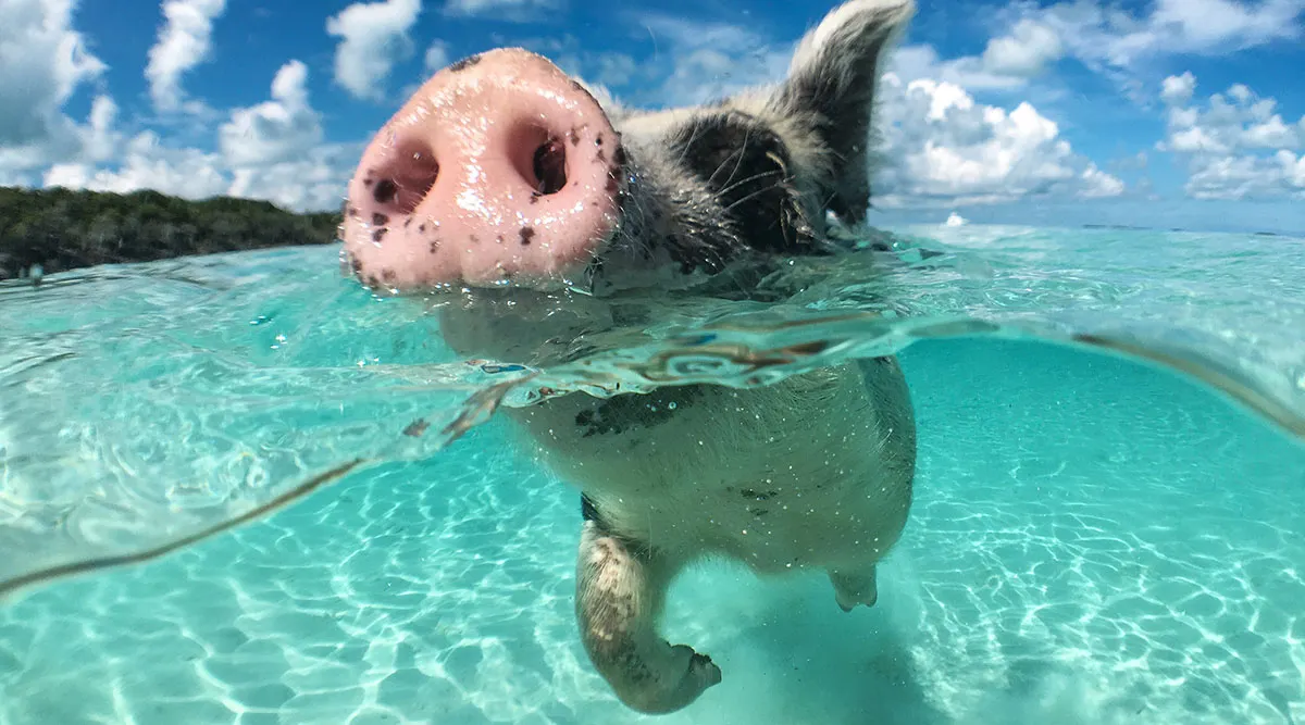 Bahamas Family Escapade
