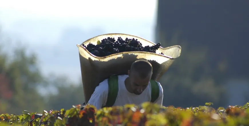 Paris and Burgundy Wines Multi City Vacation