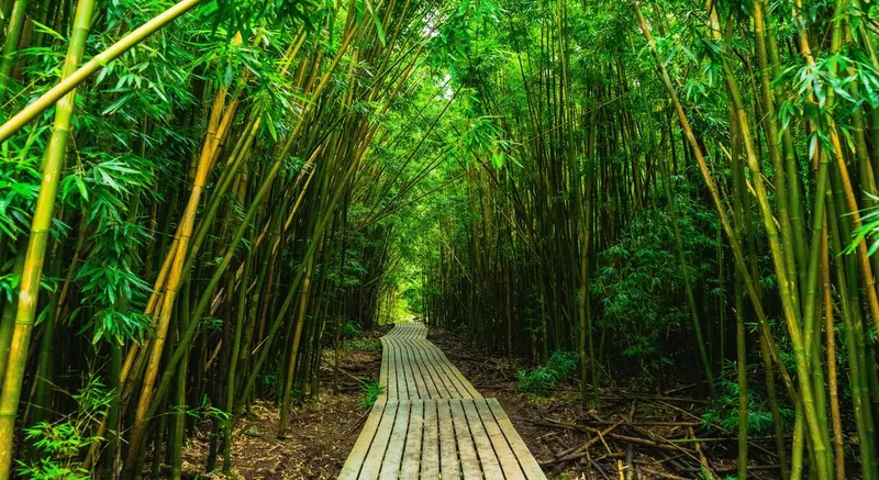 Maui Island