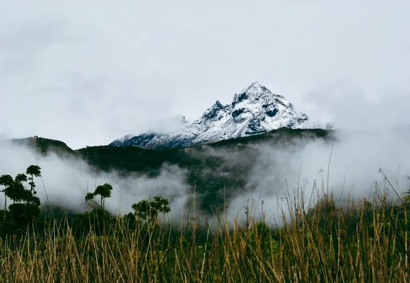 Cloud Forest