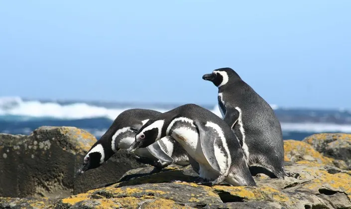 Patagonia Highlights Argentina Multi City Vacation