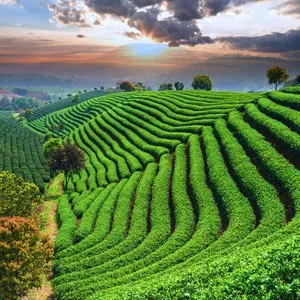Longjing Tea Fields / 龙井茶园