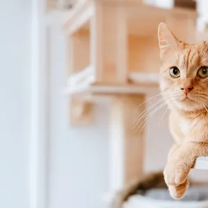 Le Comptoir Des Chats