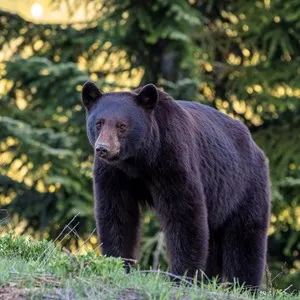 A young black bear in Whistler, BC, Canada