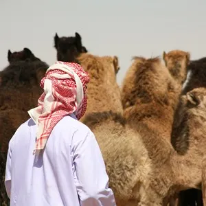Al Ain Camel Market