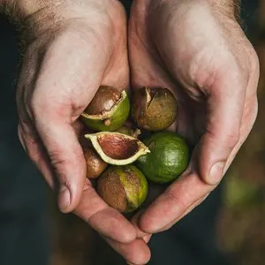 fresh macadamia